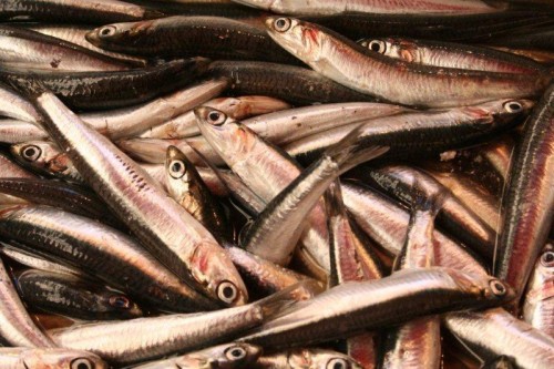 pesce_azzurro_269_1303330405